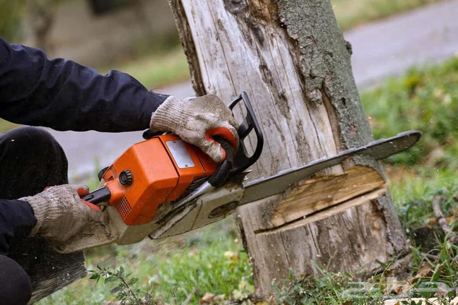 Palm tree pruning and removal of damaged palm trees, Washingtonia and Arabian64214575356161110