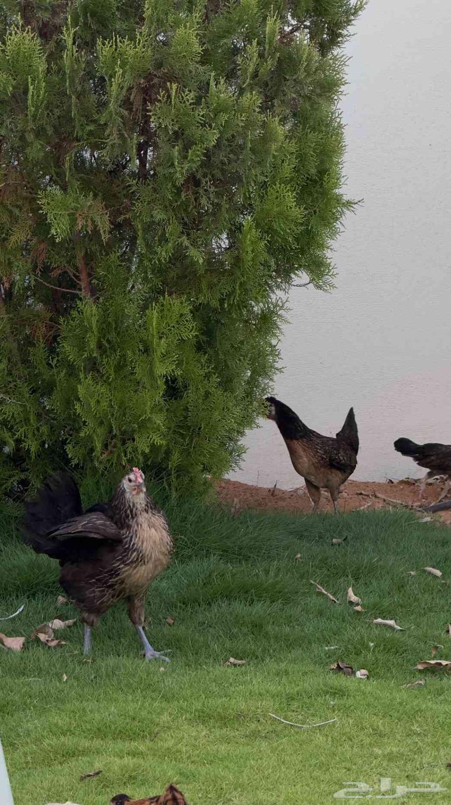 دجاج فونكس للبيع64540438482435113