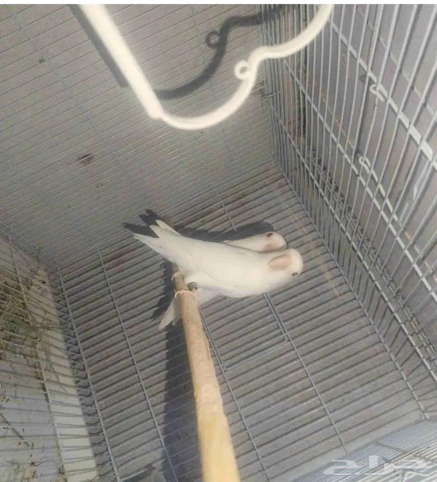 Daily Marriages64535165636995111