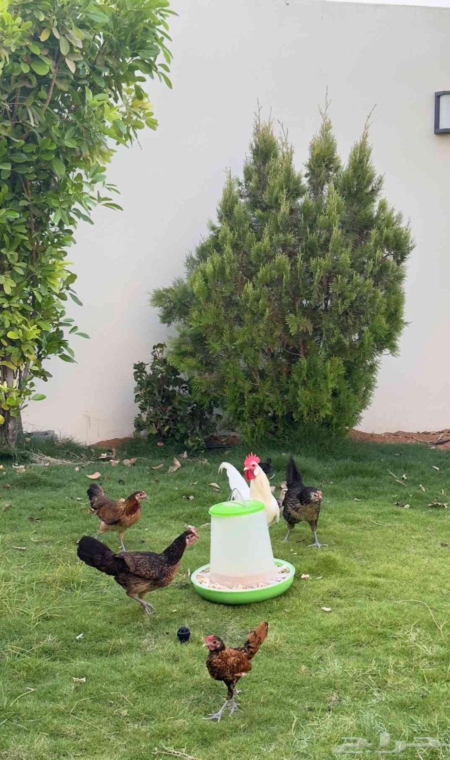 دجاج فونكس للبيع64540438482435114