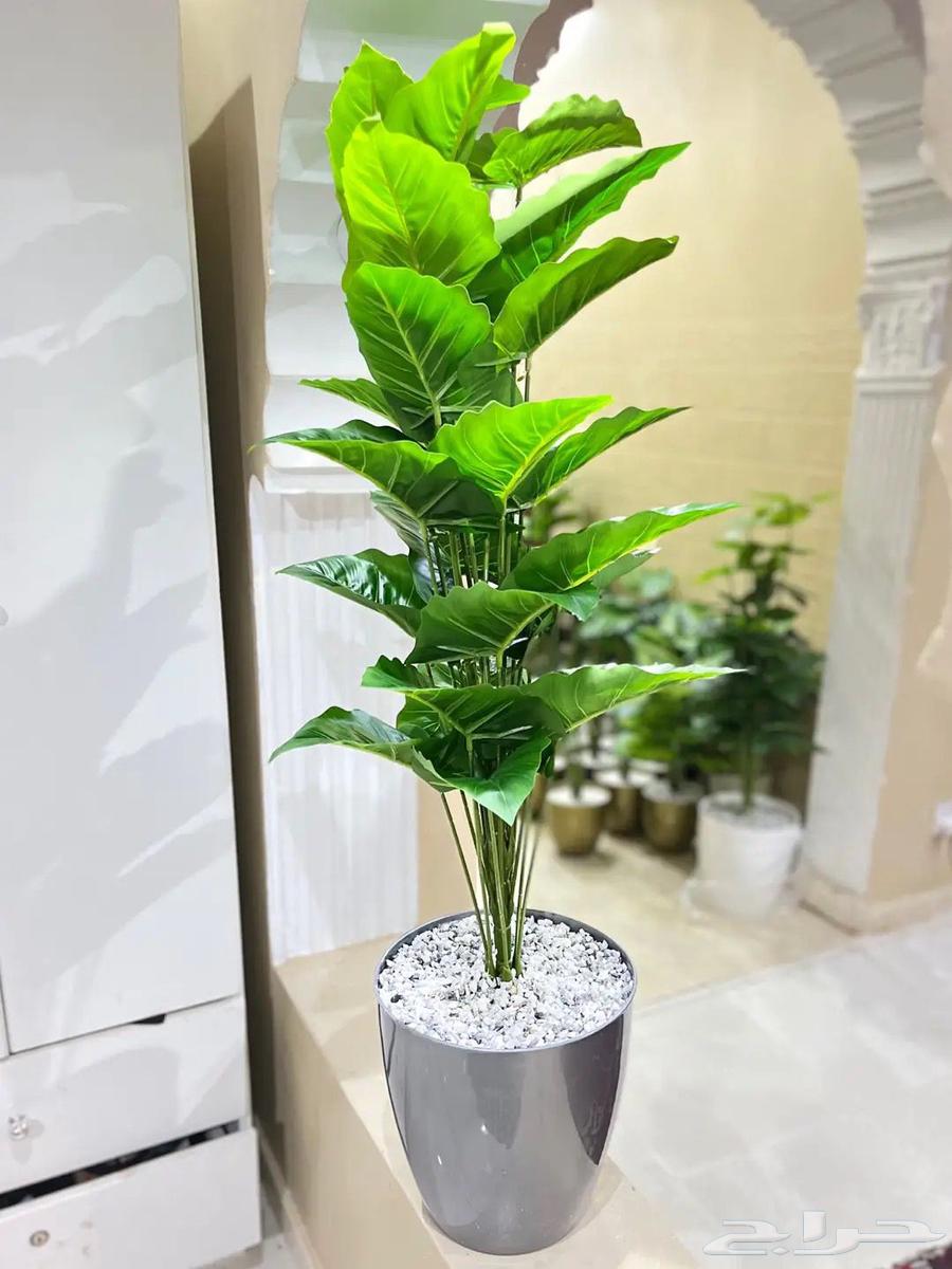 Flowers at symbolic prices64543492457346114