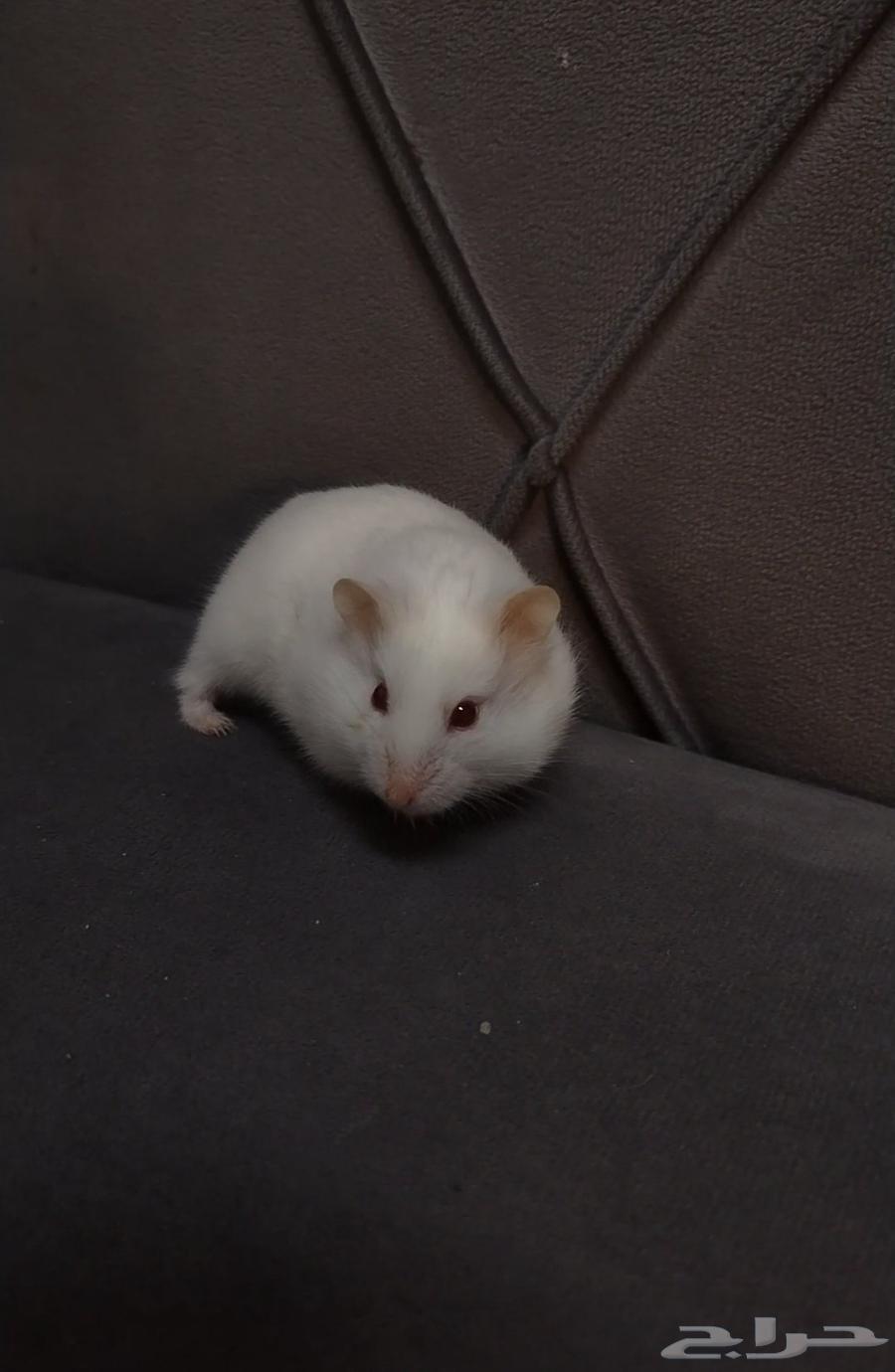 Hamster64542913018625113