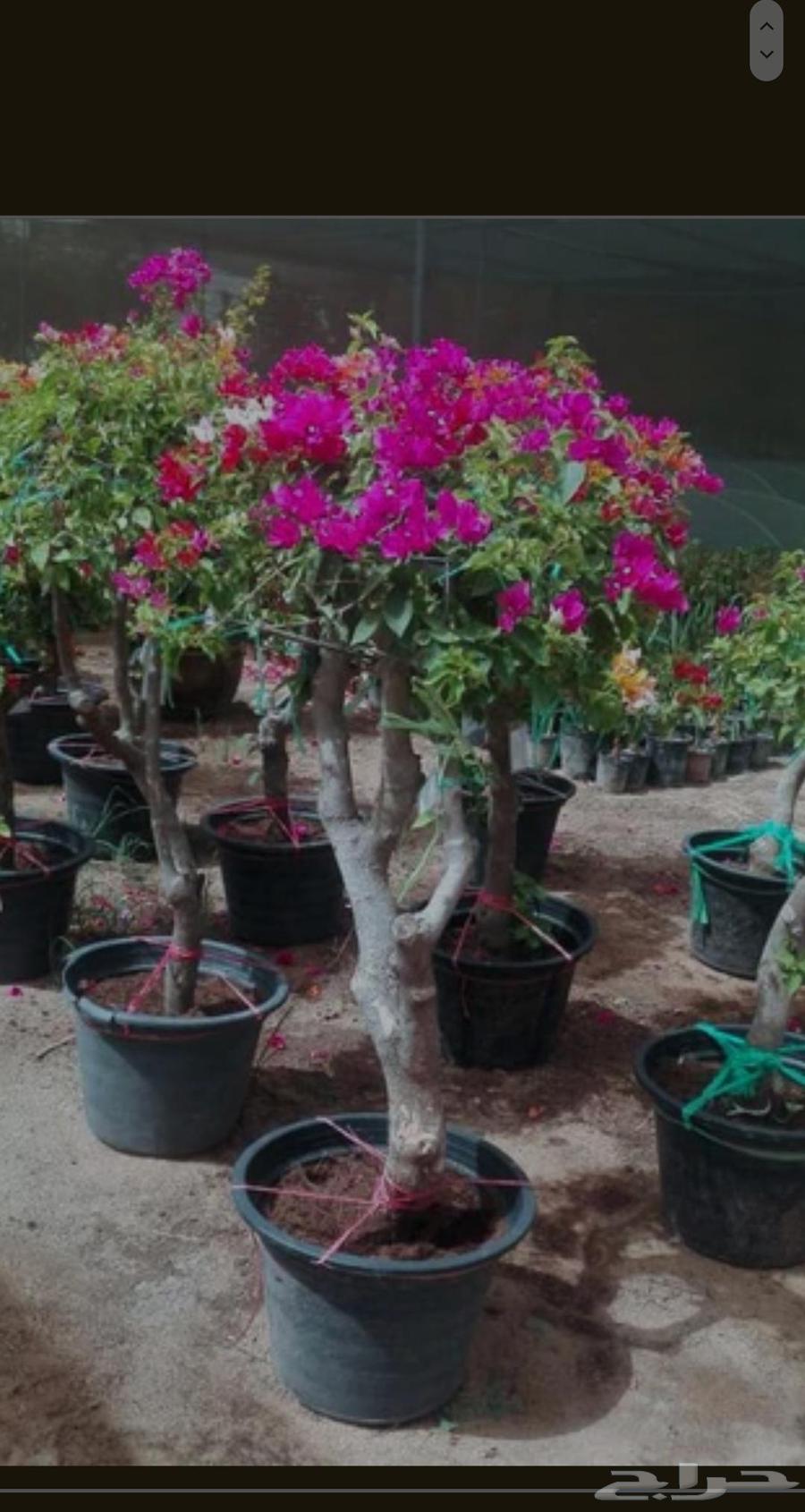 التواصل وتس او جوال64446882871937113