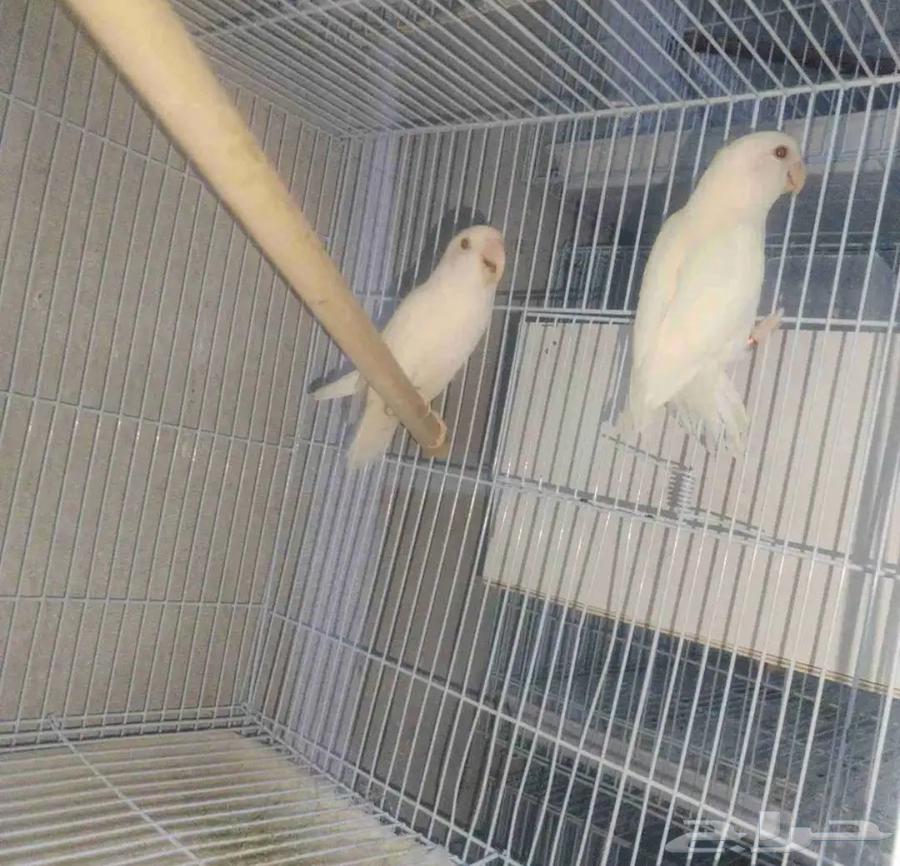 Daily Marriages64535165636995113