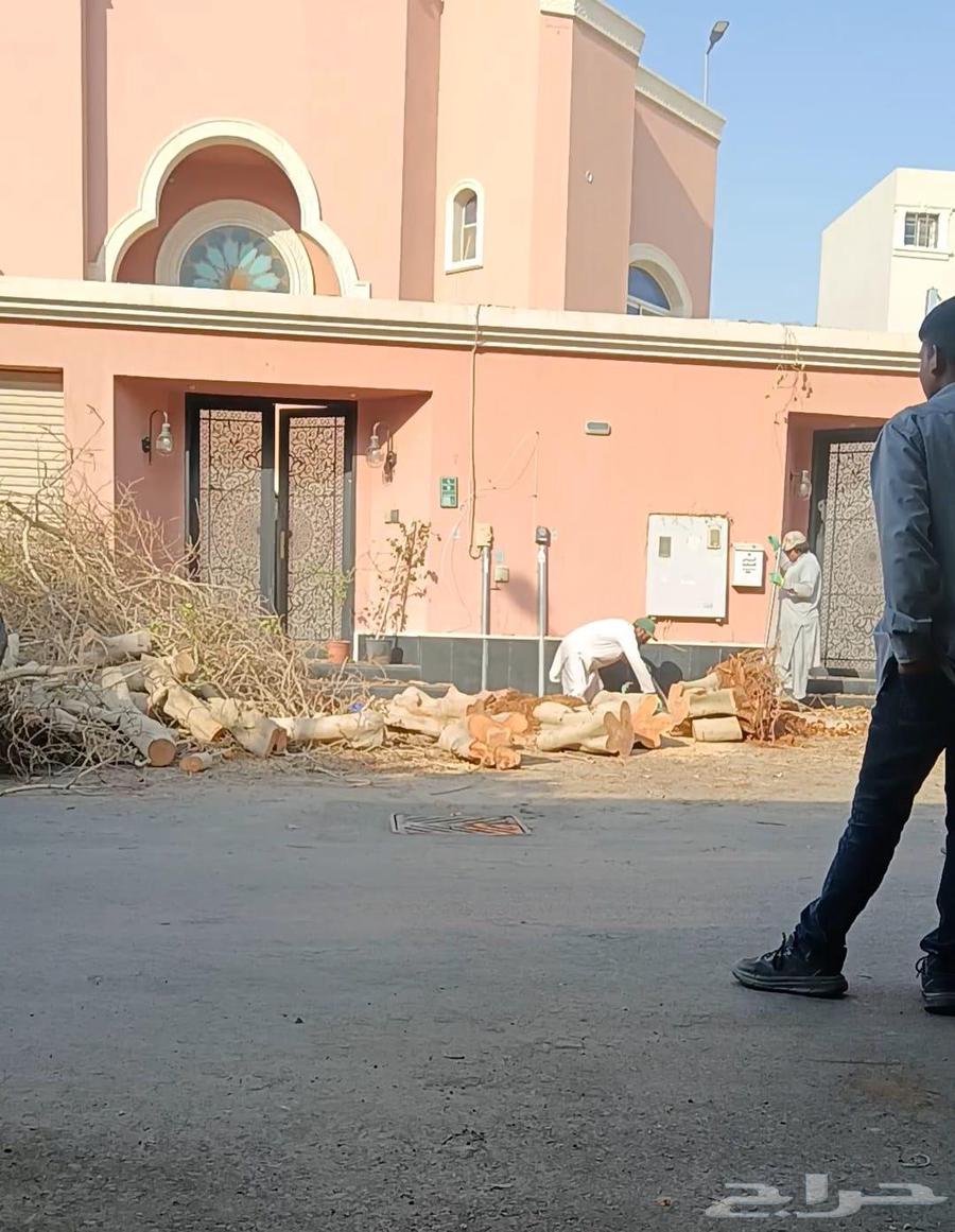 Palm tree pruning and removal of damaged palm trees, Washingtonia and Arabian64214575356161111