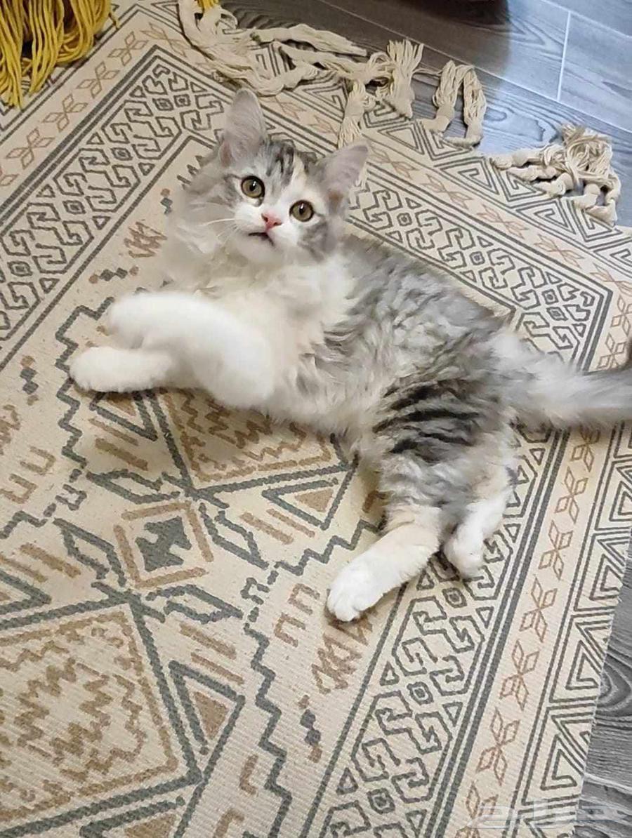 A small cat with accessories64537282180867114