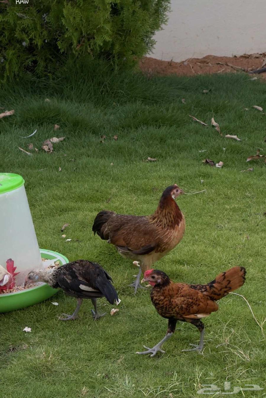 دجاج فونكس للبيع64540438482435112