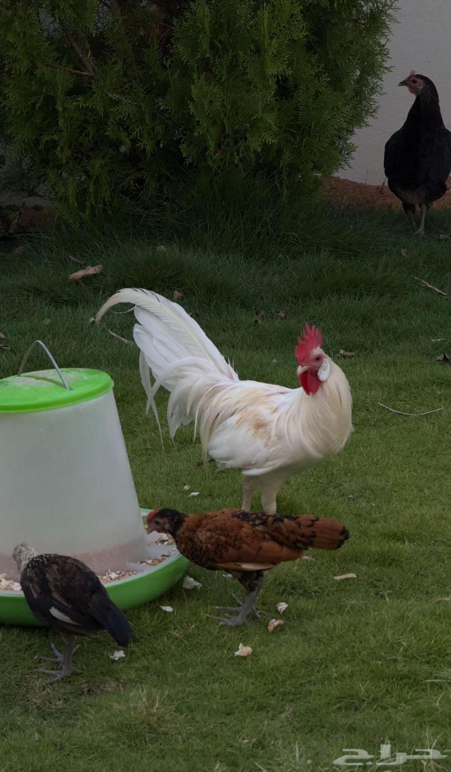 دجاج فونكس للبيع64540438482435110