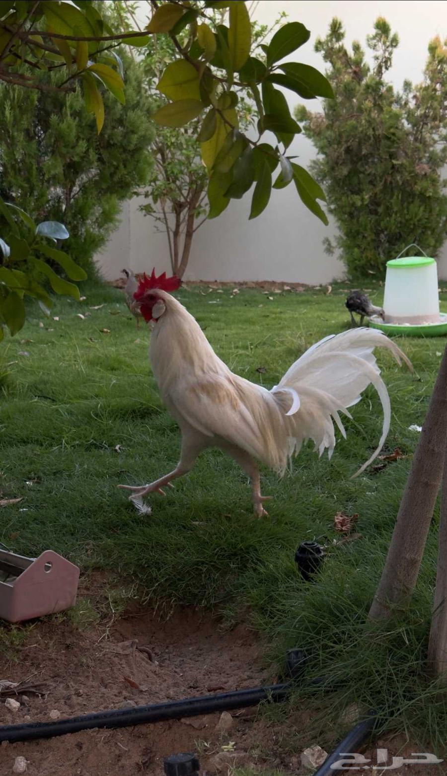دجاج فونكس للبيع64540438482435111
