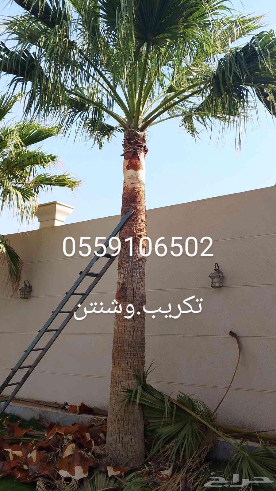 نحل قليلا نظيف64237808152962112