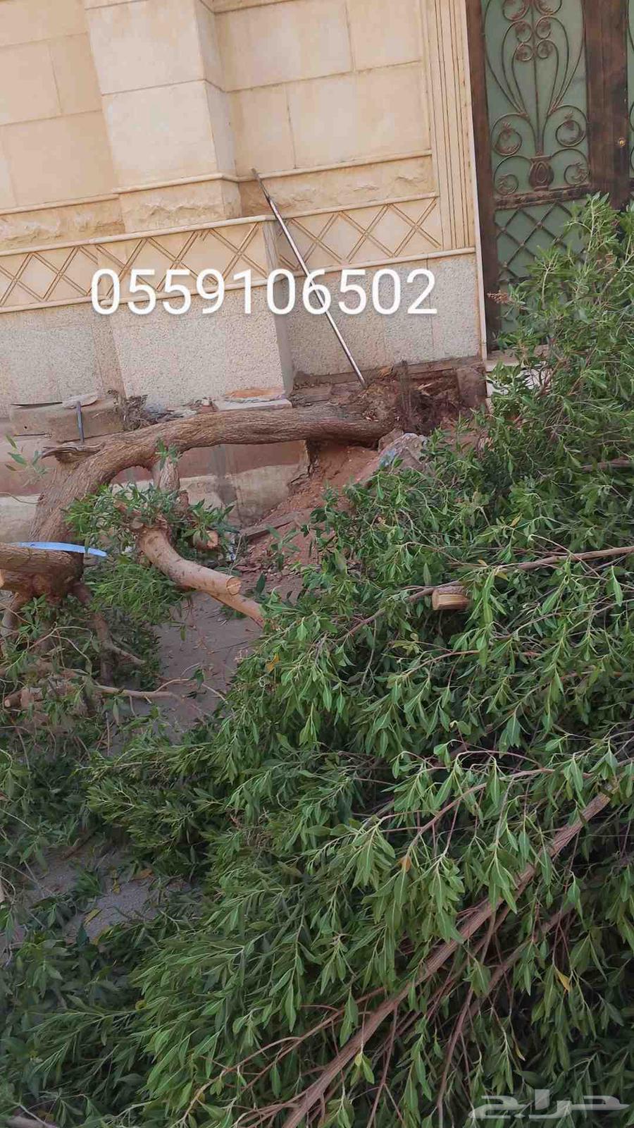 نحل قليلا نظيف64237808152962113