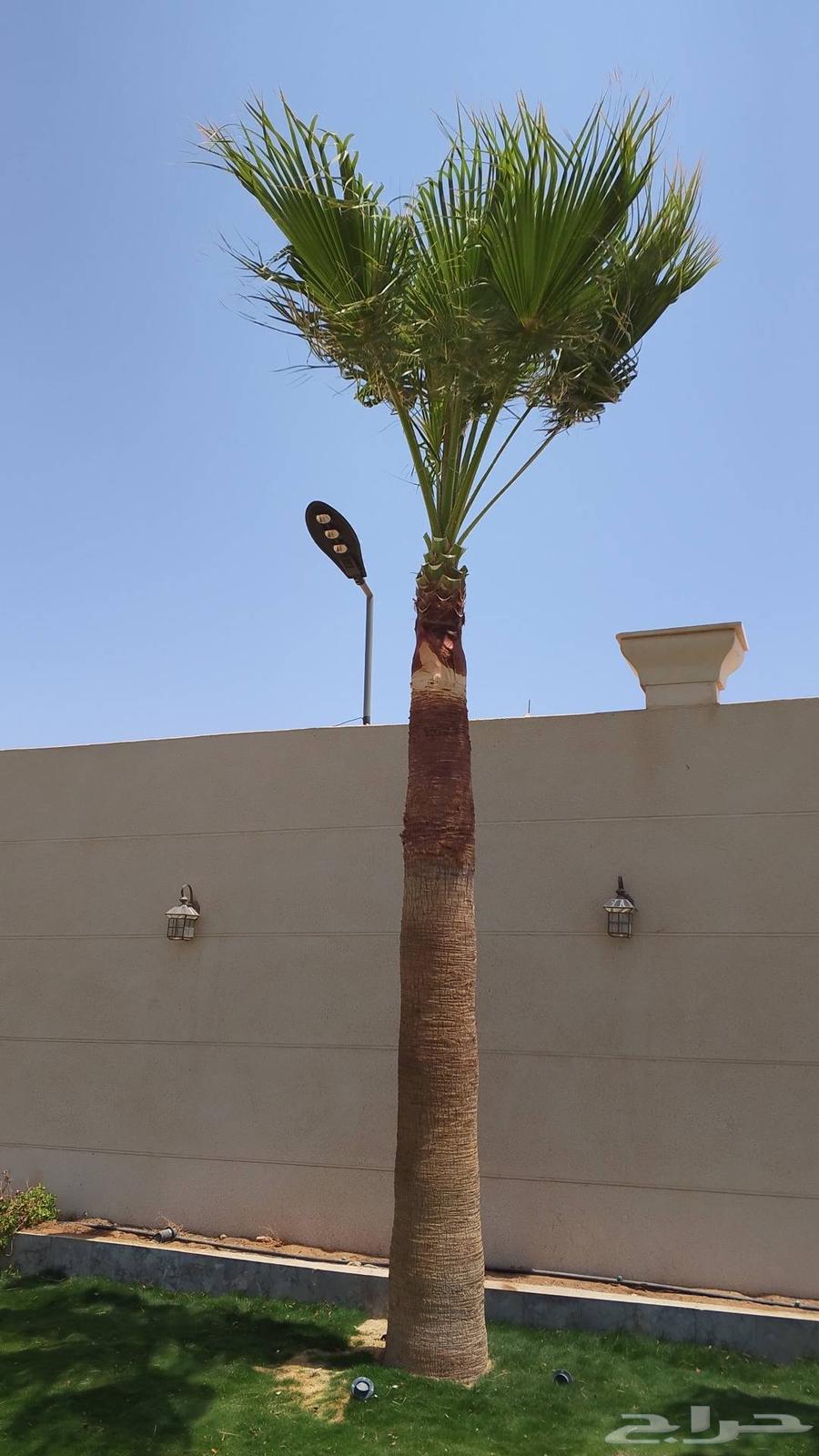 نحل قليلا نظيف64237808152962111