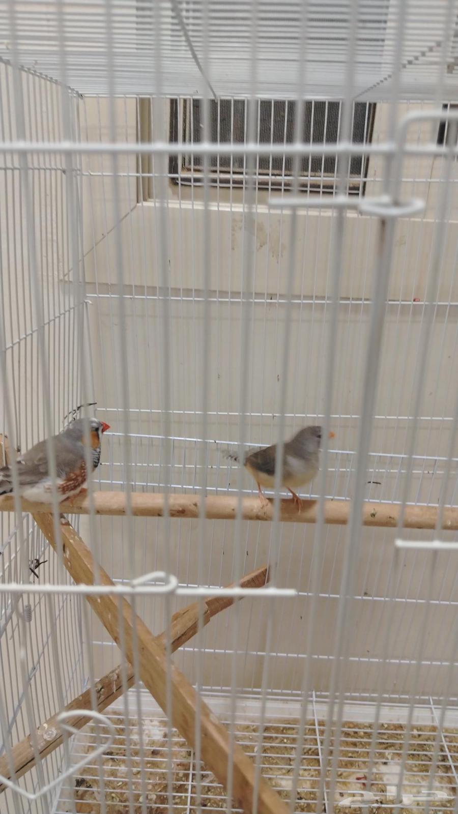 طيور ازبيرا للبيع شرط منتجين64535442585091111