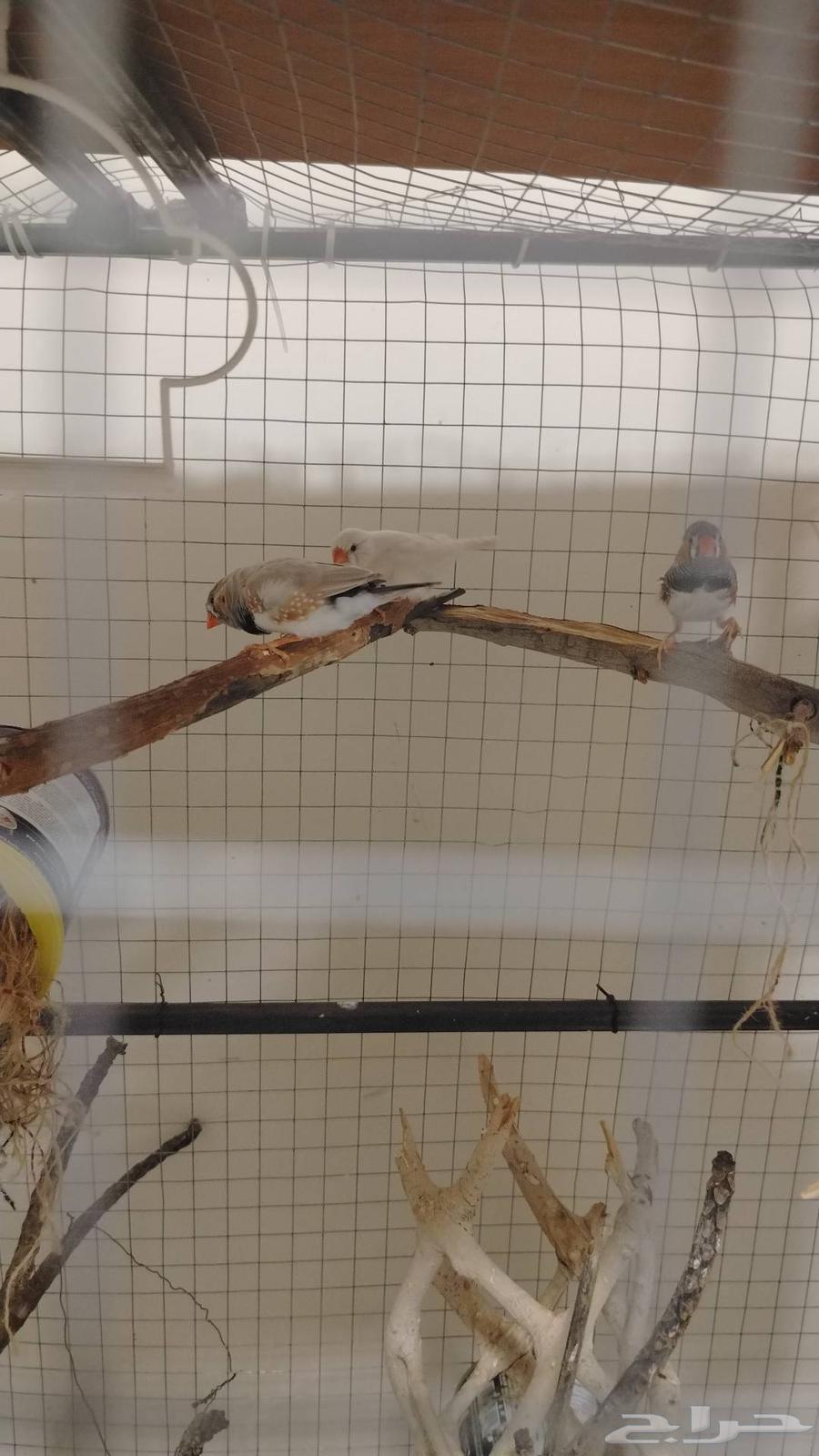 طيور ازبيرا للبيع شرط منتجين64535442585091110