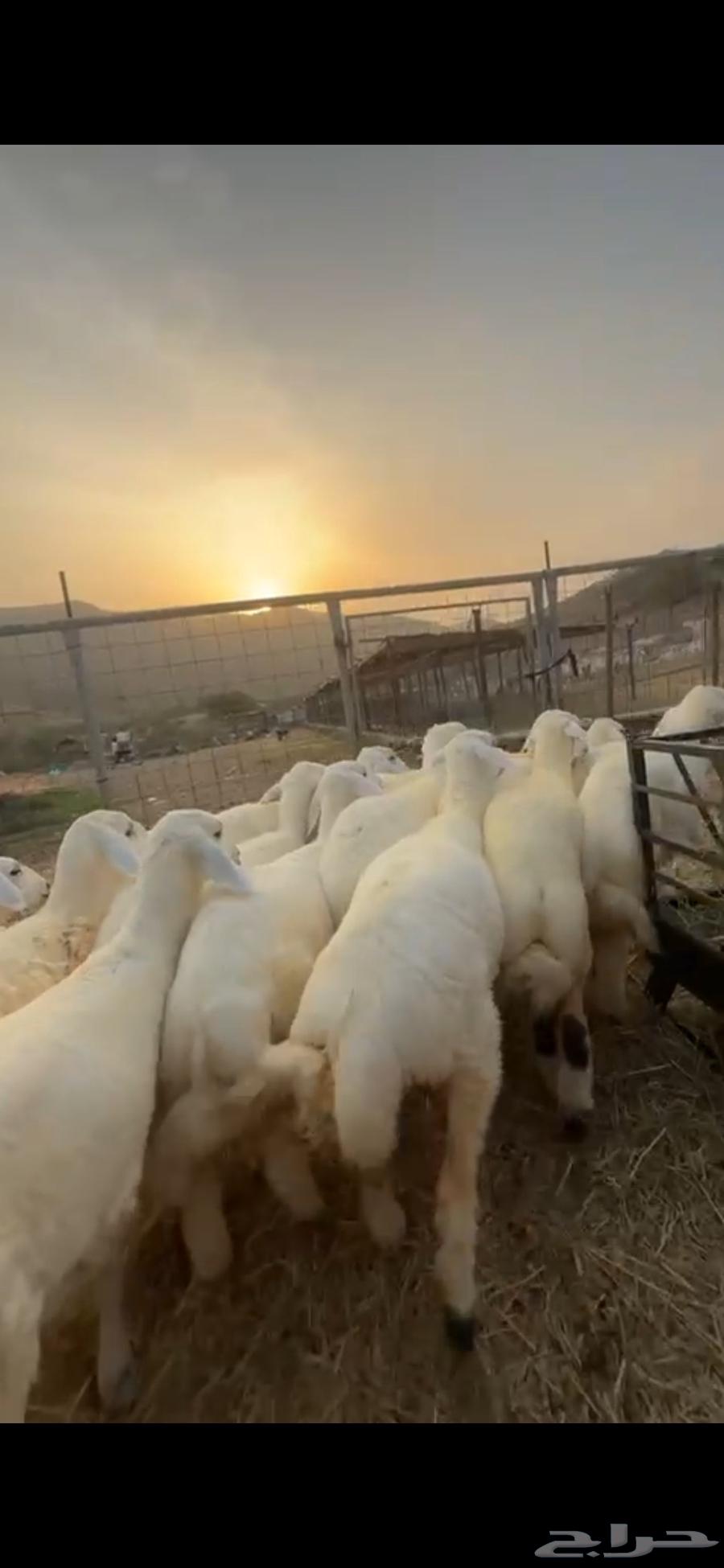 Establishing a Rest Area for Mares in Manwah Al-Qunai64536837184643111