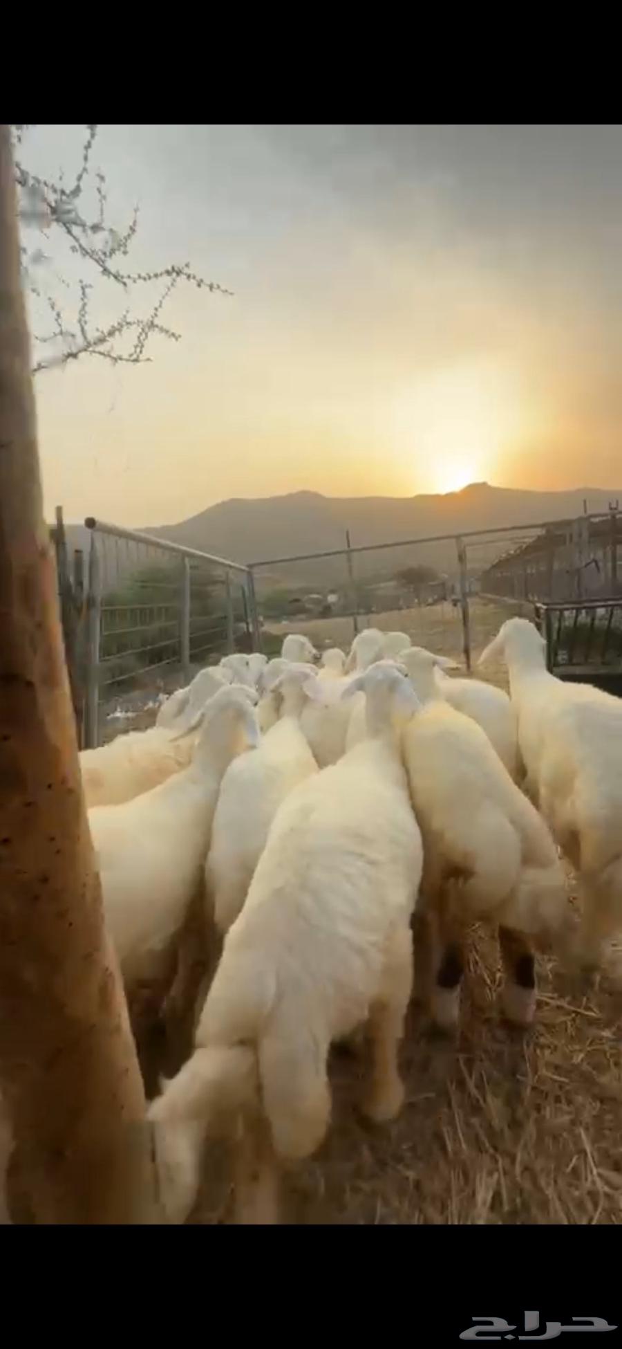 Establishing a Rest Area for Mares in Manwah Al-Qunai64536837184643112