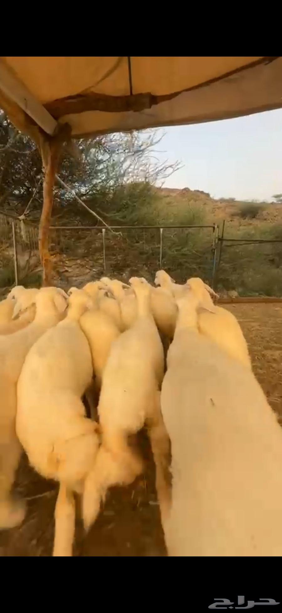 Establishing a Rest Area for Mares in Manwah Al-Qunai64536837184643114