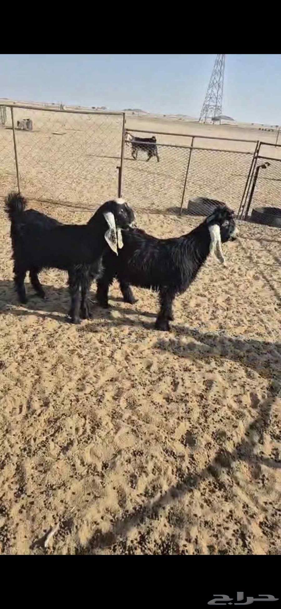 تيوس فل شحم واحد بتعريف والثاني لا عمارها من 5 الى 6 شهور نظ64536515758593110