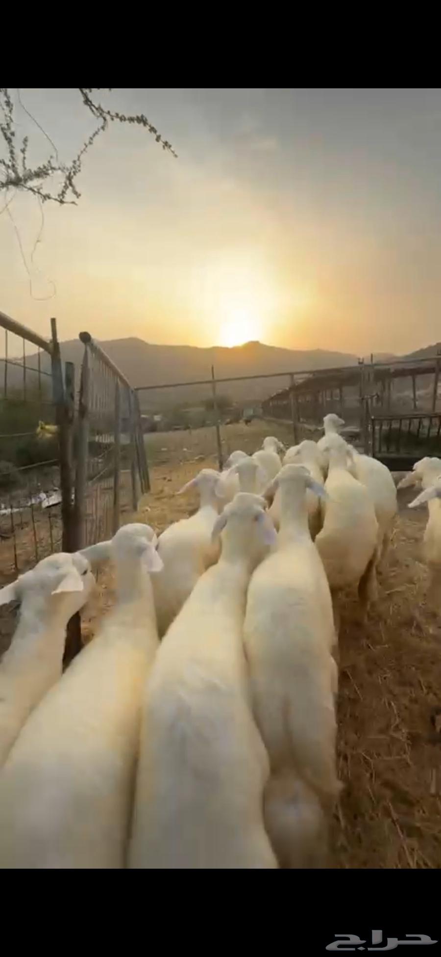 Establishing a Rest Area for Mares in Manwah Al-Qunai64536837184643113