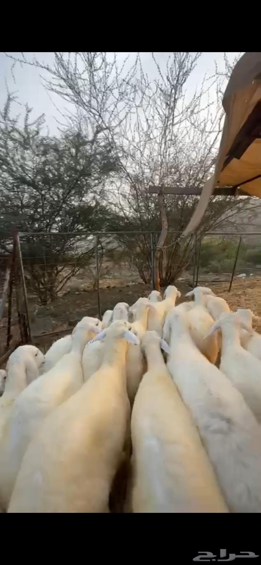 Establishing a Rest Area for Mares in Manwah Al-Qunai64536837184643110