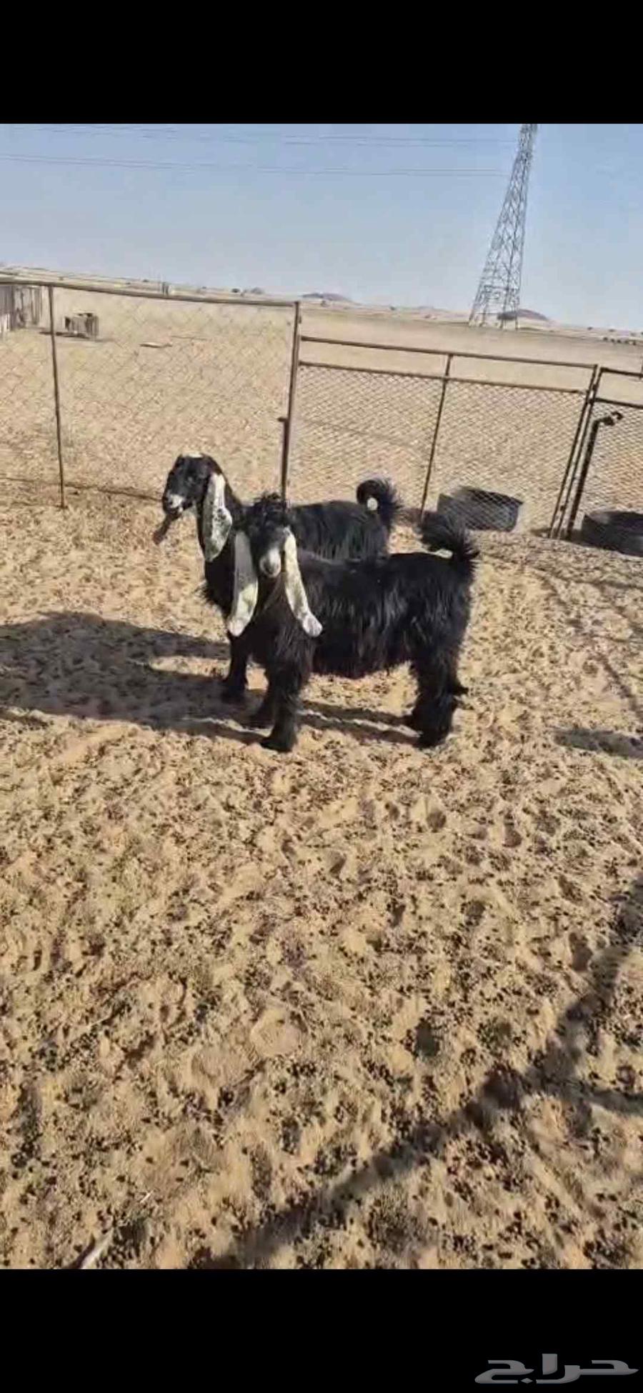 تيوس فل شحم واحد بتعريف والثاني لا عمارها من 5 الى 6 شهور نظ64536515758593111