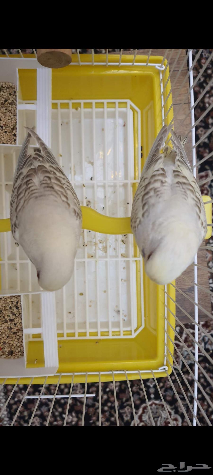 عشاق التميز زوج بادجي طفرات تم البيع64536252079235110