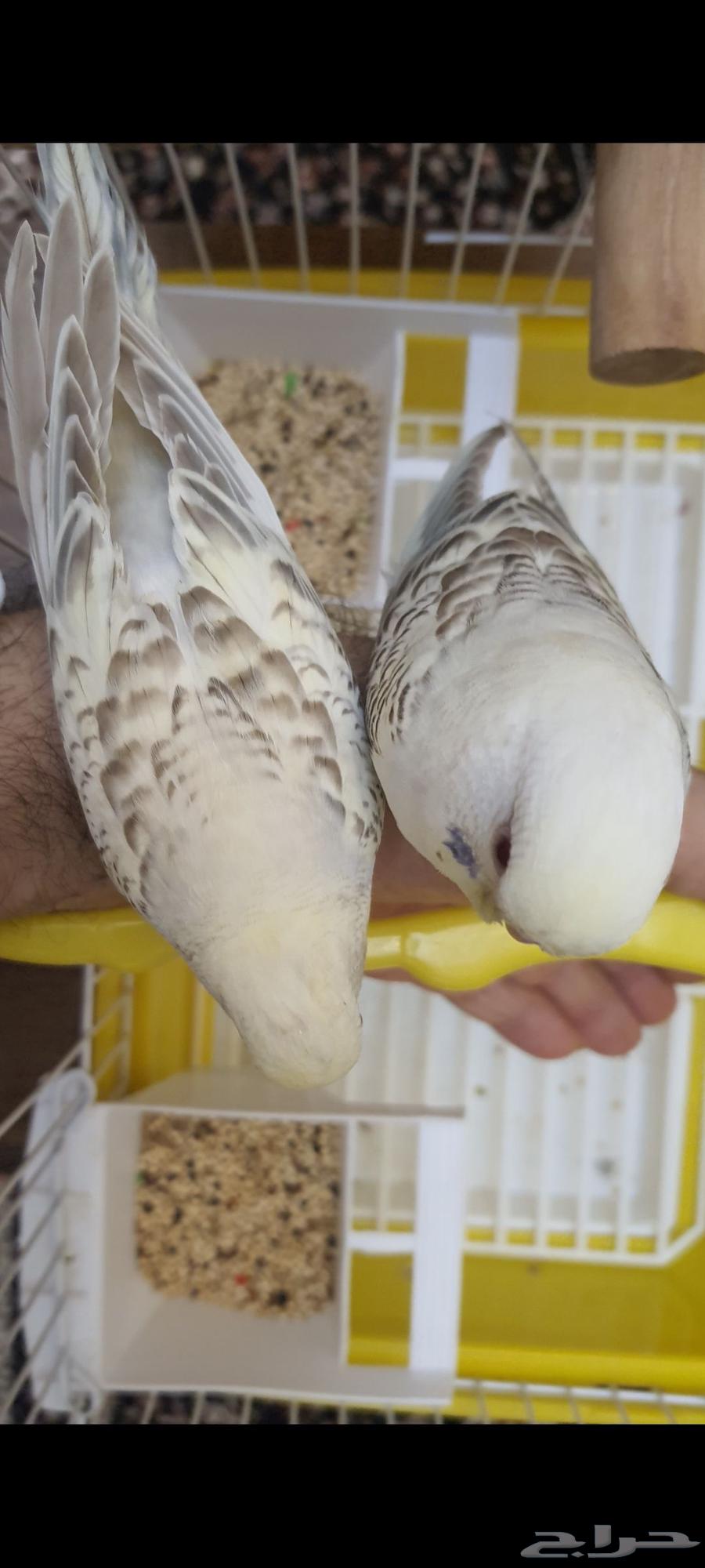 عشاق التميز زوج بادجي طفرات تم البيع64536252079235111