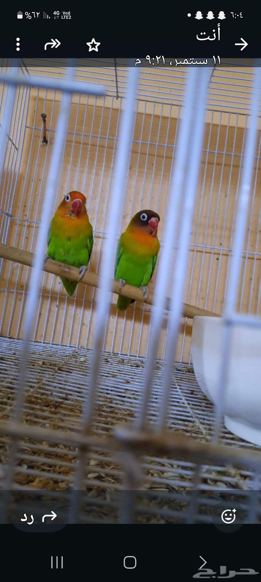 طيور للبيع64536237969282112