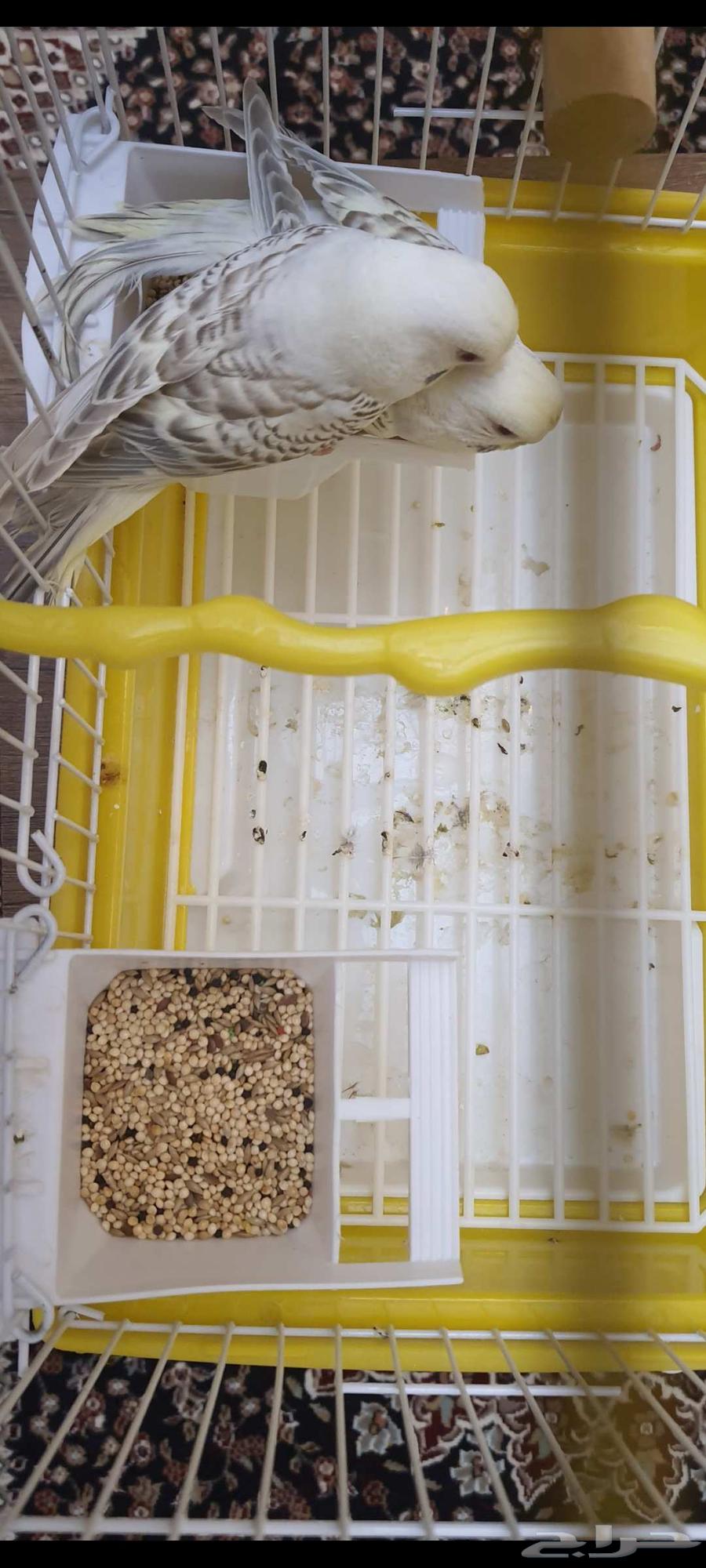 عشاق التميز زوج بادجي طفرات تم البيع64536252079235112