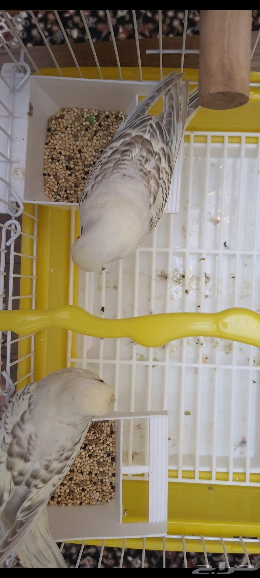 عشاق التميز زوج بادجي طفرات تم البيع64536252079235113