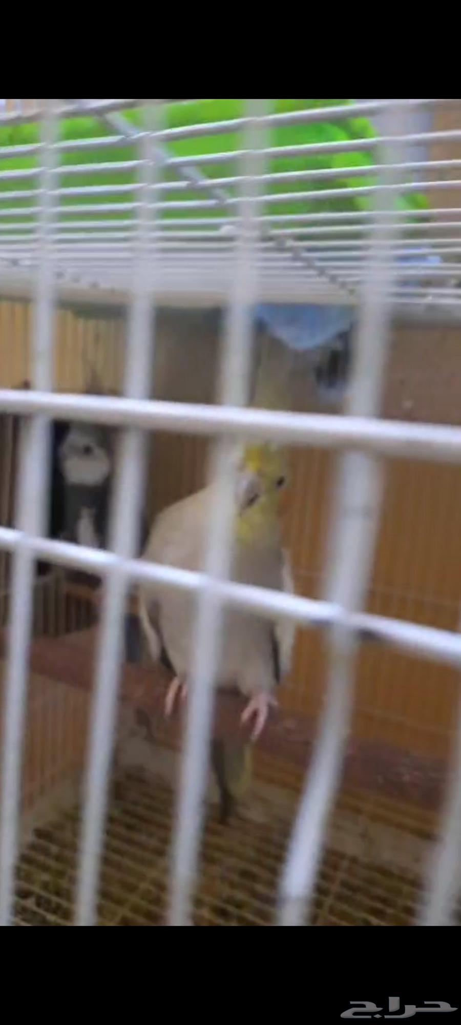 طيور للبيع64536237969282113