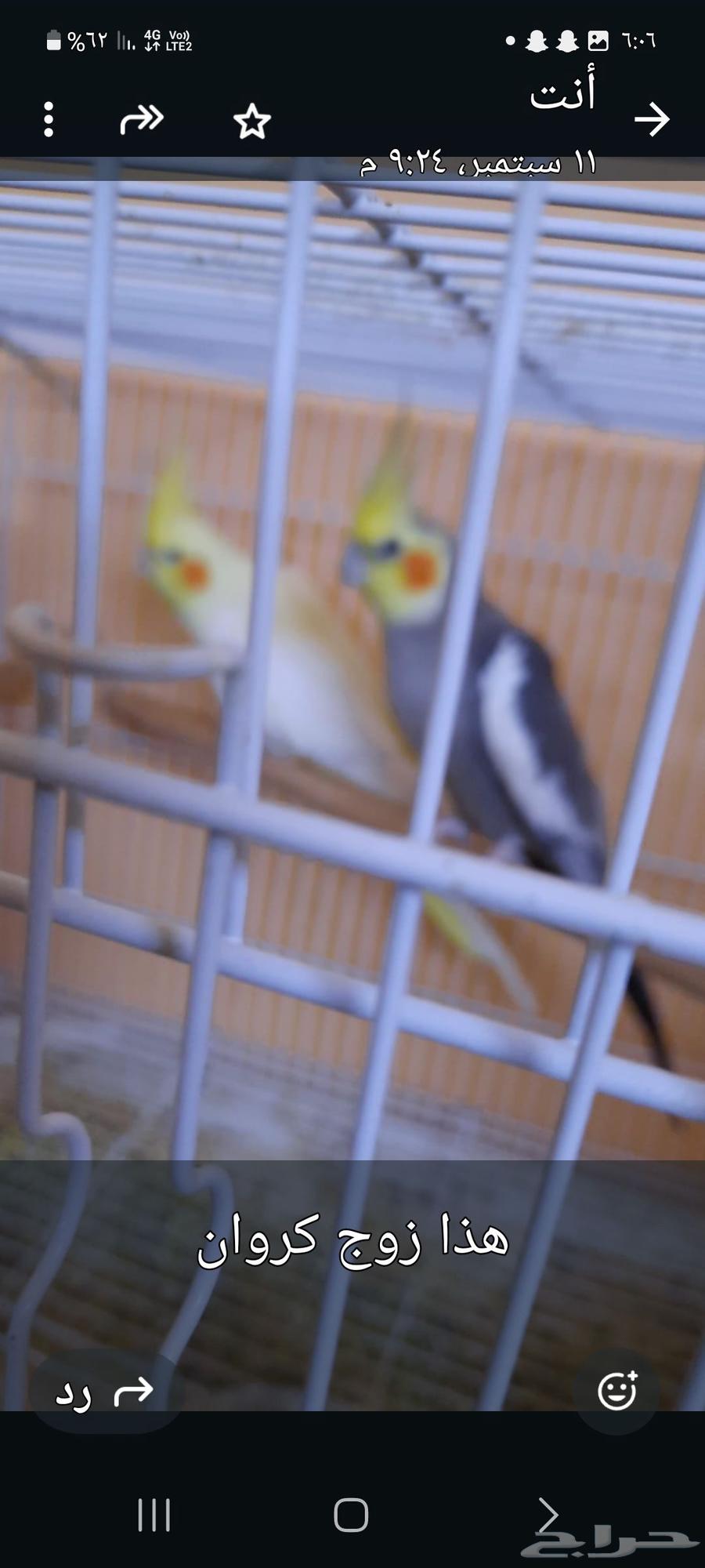 طيور للبيع64536237969282110