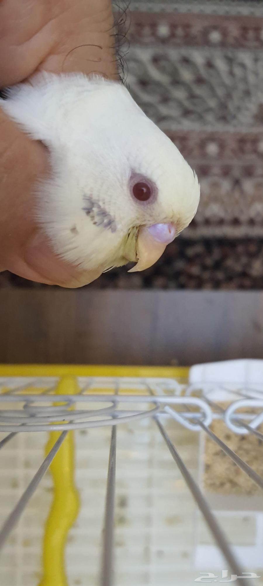 عشاق التميز زوج بادجي طفرات تم البيع64536252079235114