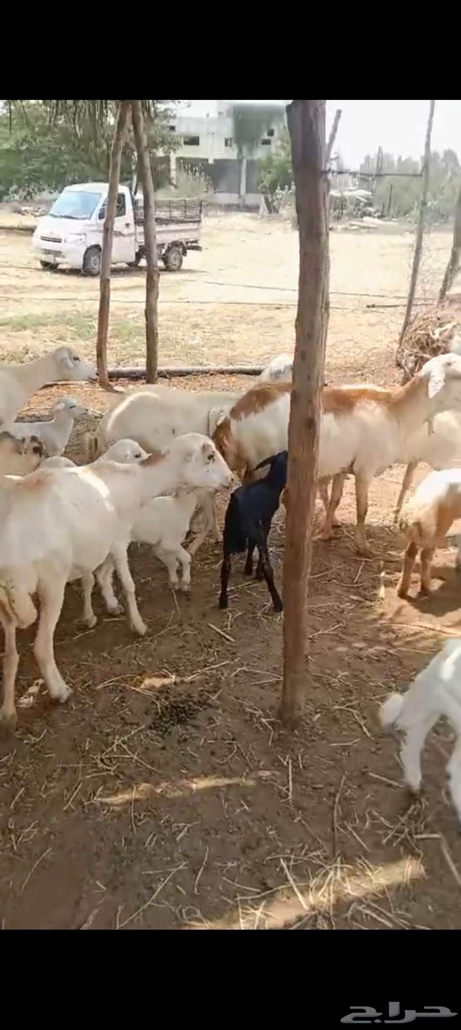 Local sheep RFID No. 12 with 15 underneath64542175837953110