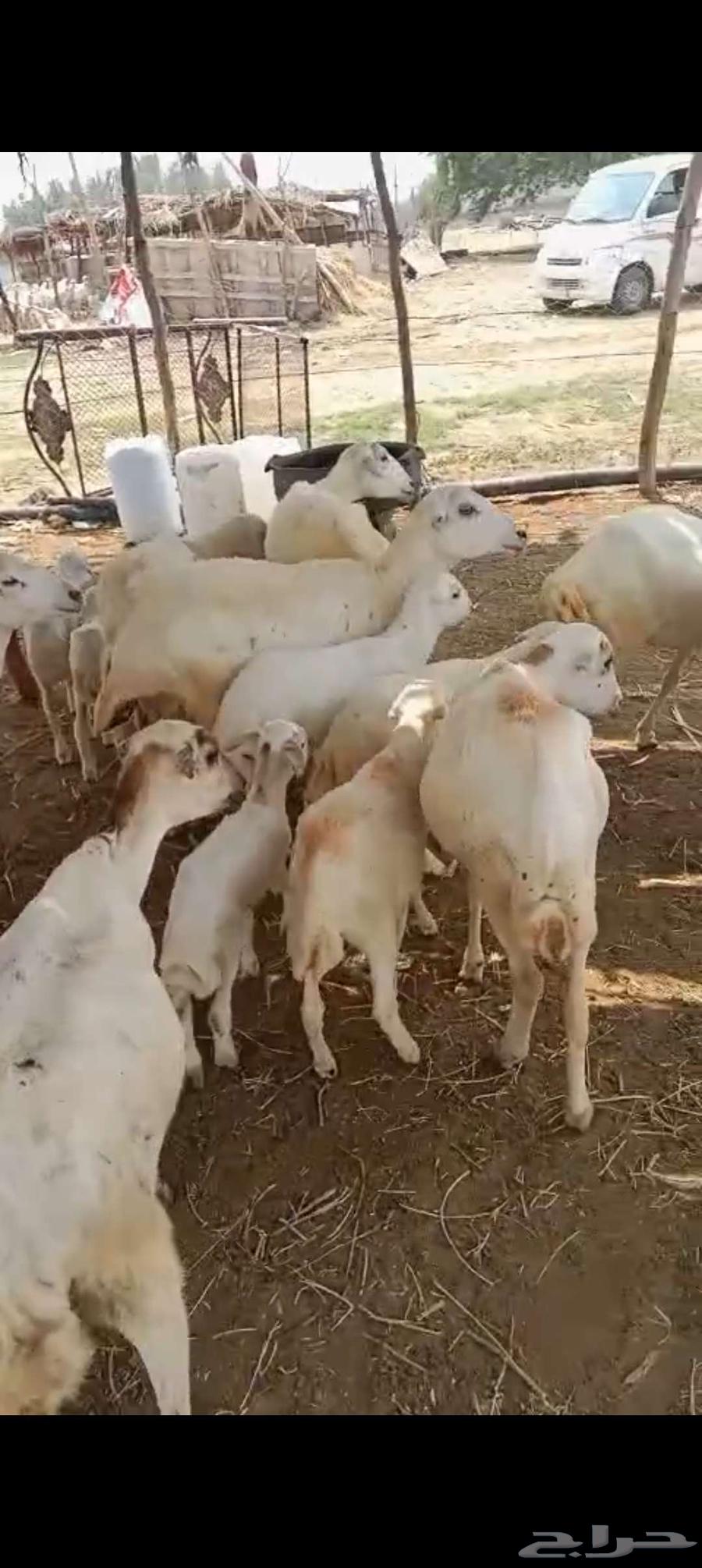 Local sheep RFID No. 12 with 15 underneath64542175837953112