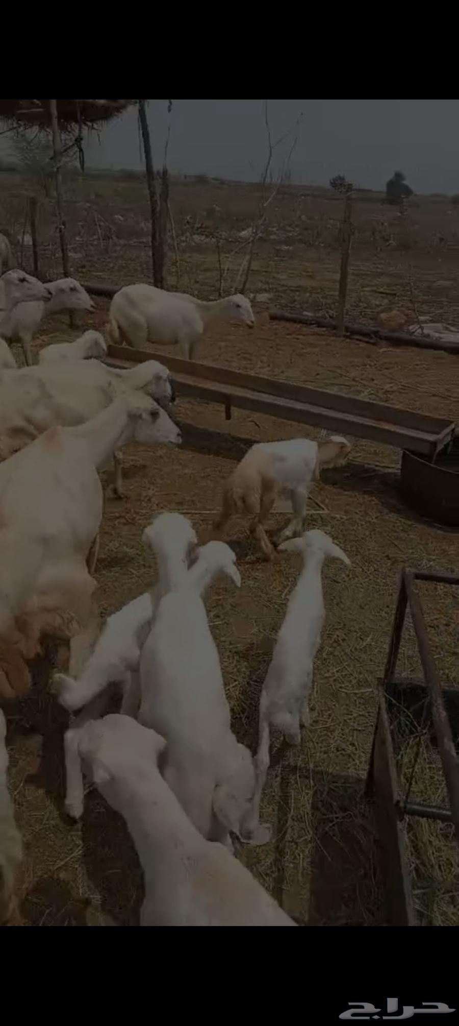 Local sheep RFID No. 12 with 15 underneath64542175837953111