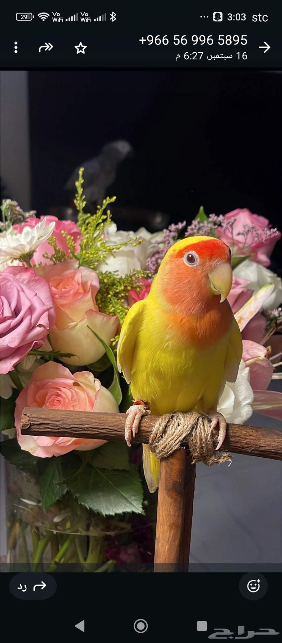 عصفور مع قفص بسعر وعرض مغري جدا64535806490882112