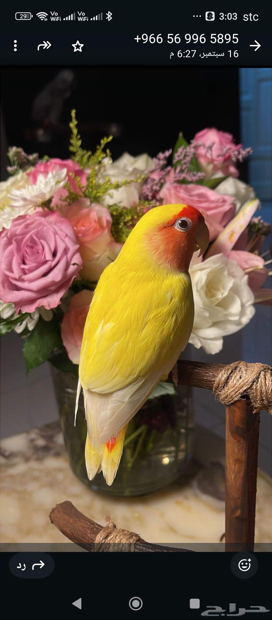 عصفور مع قفص بسعر وعرض مغري جدا64535806490882114