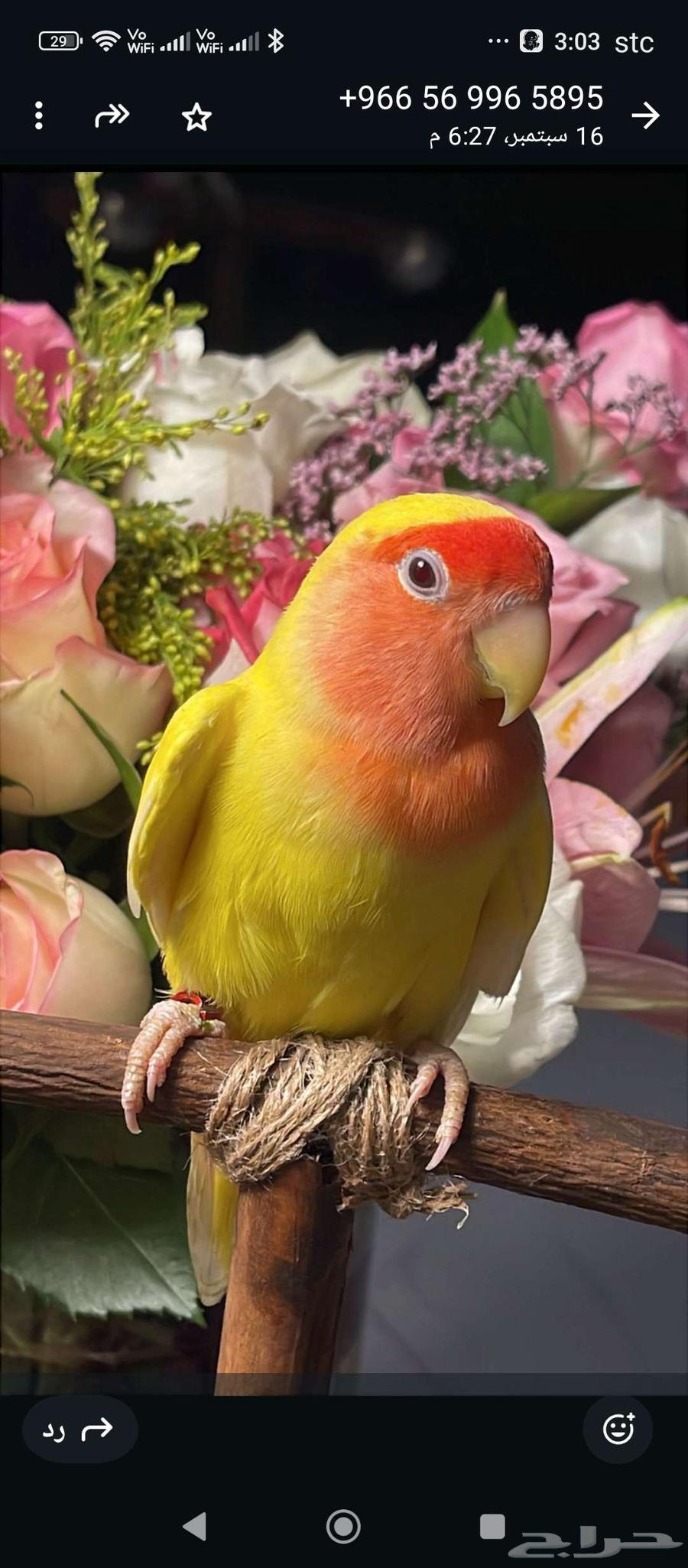 عصفور مع قفص بسعر وعرض مغري جدا64535806490882110