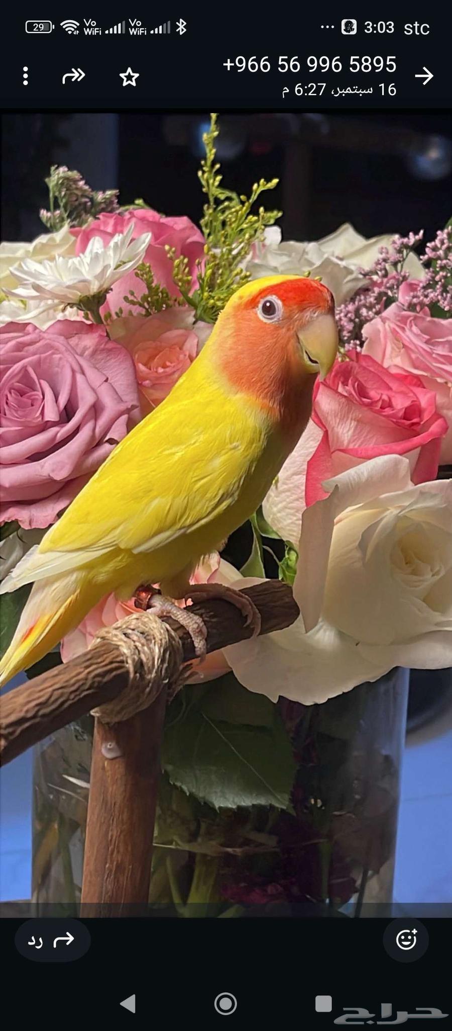 عصفور مع قفص بسعر وعرض مغري جدا64535806490882113