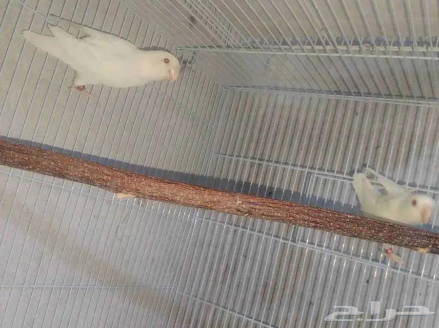 Daily Marriages64535165636995112