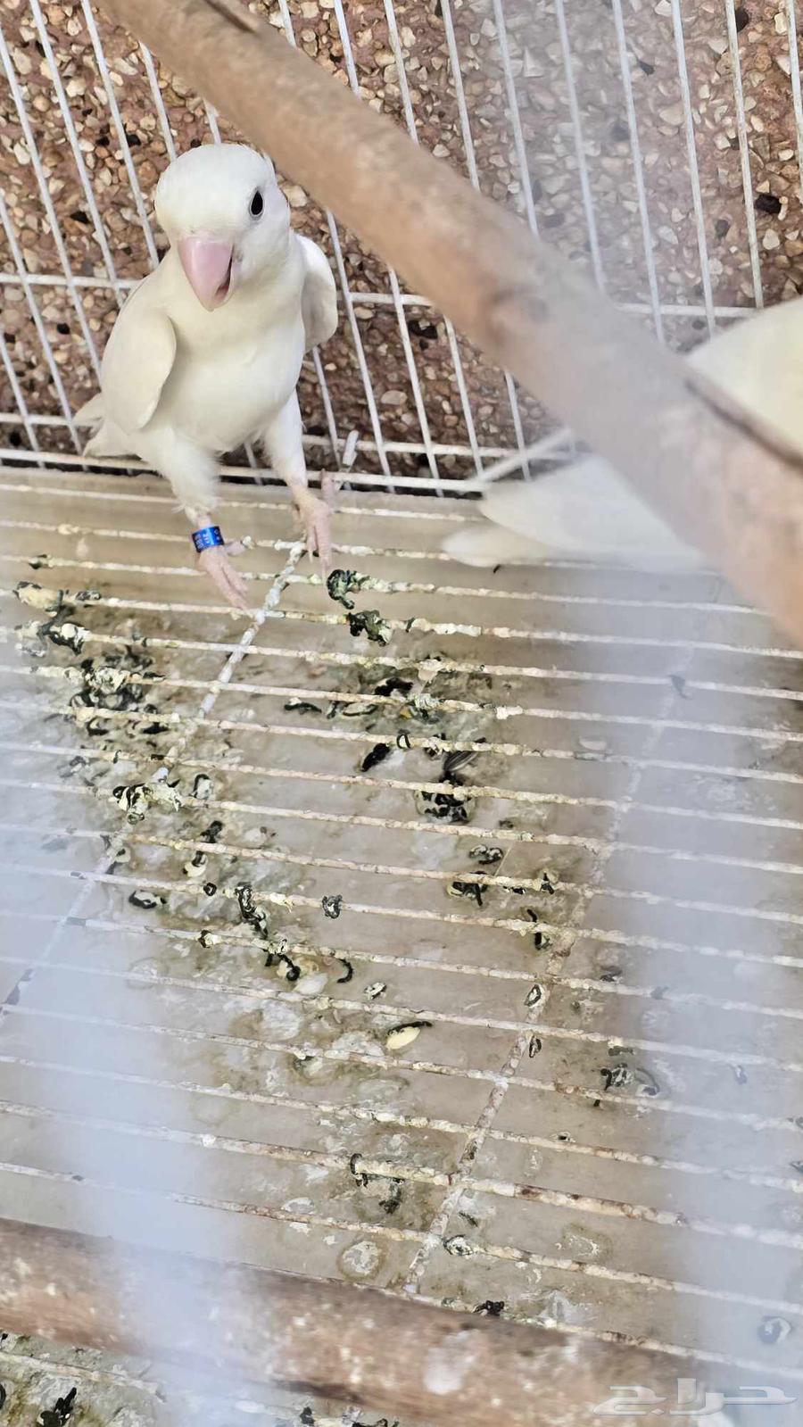 طيور روز64540309352579112