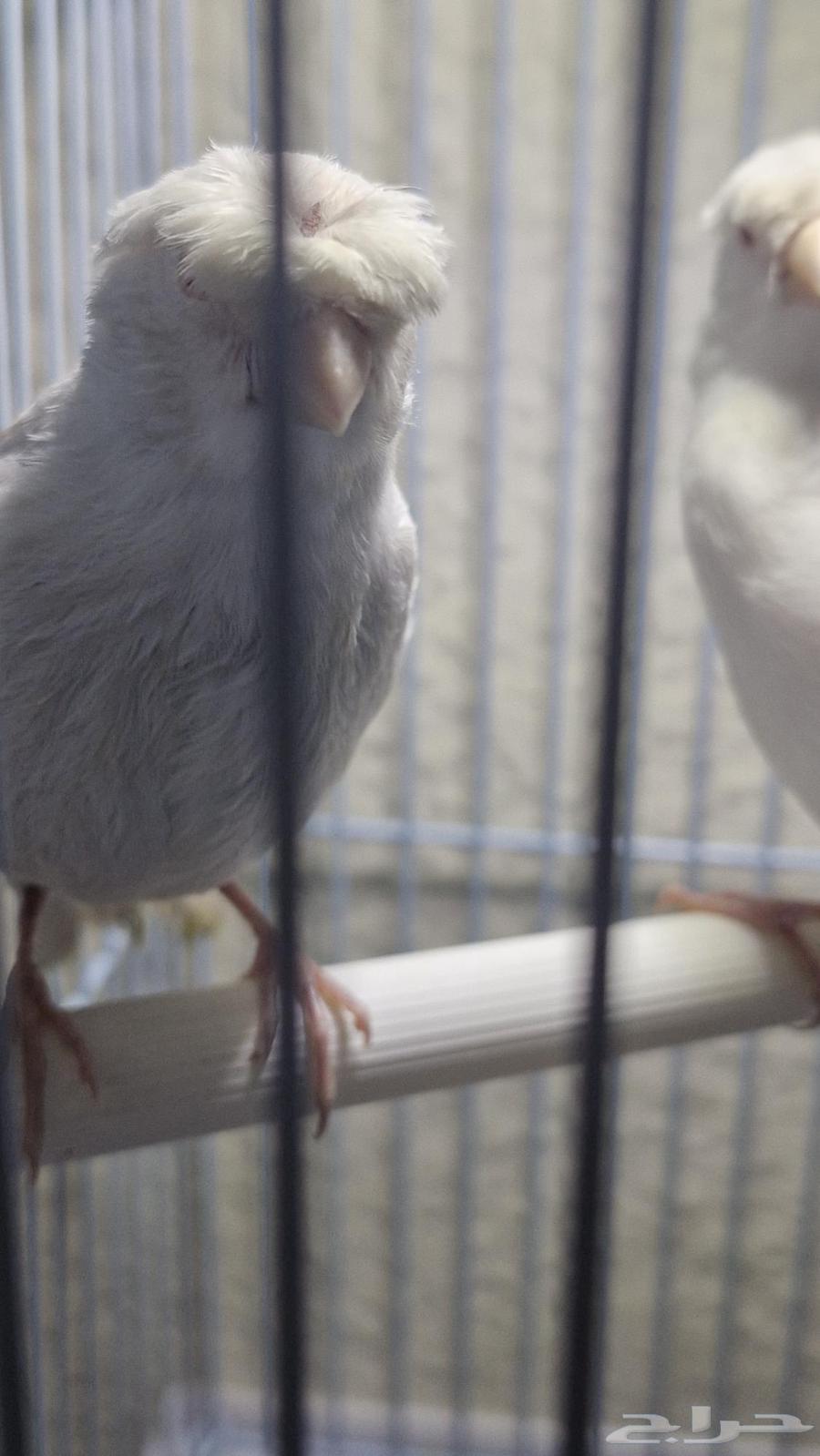 كناري ساتيني كرست بيور عيون حمر64543252920451110