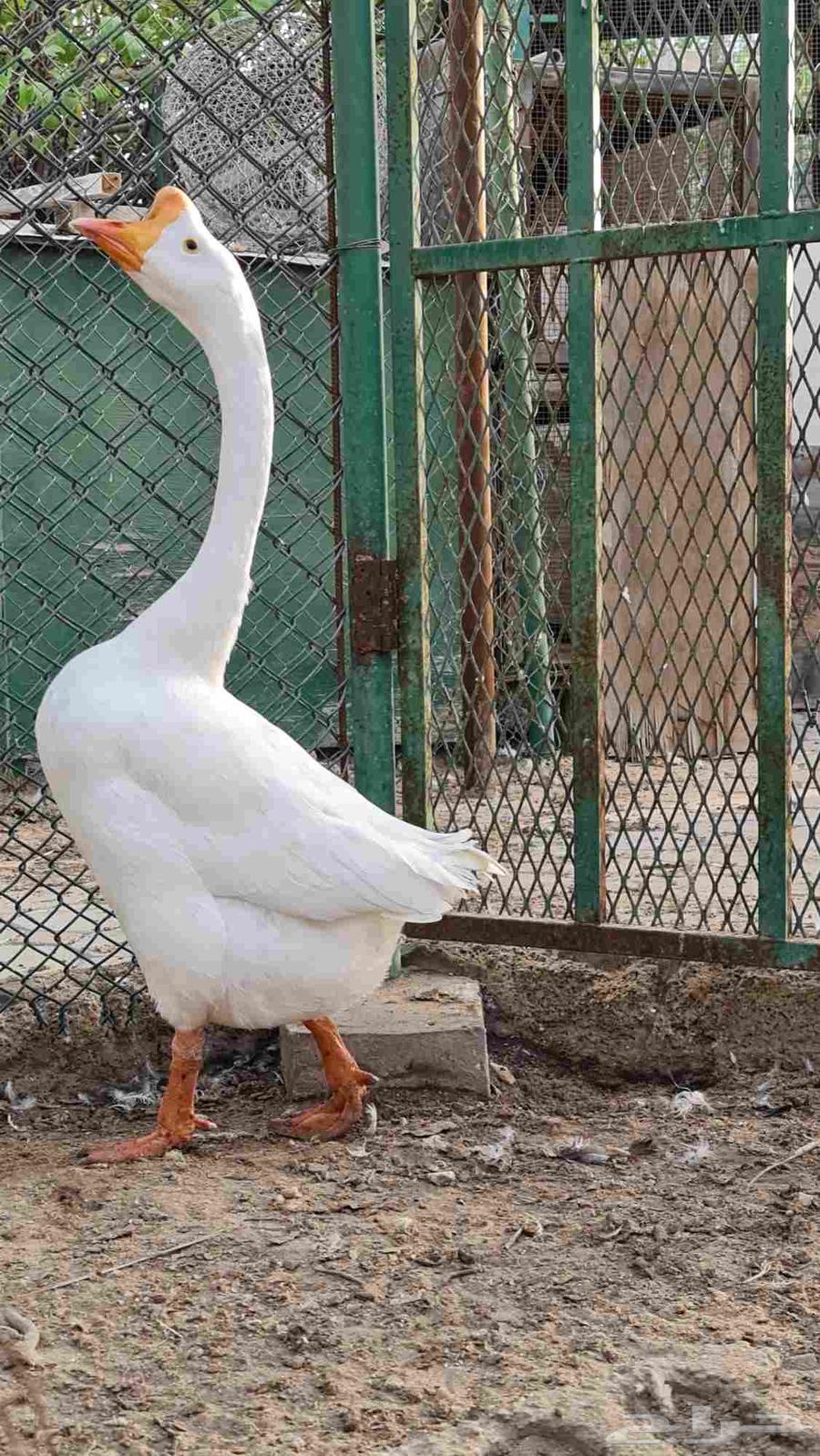 ذكر بط بلغاري 202464535889557506110