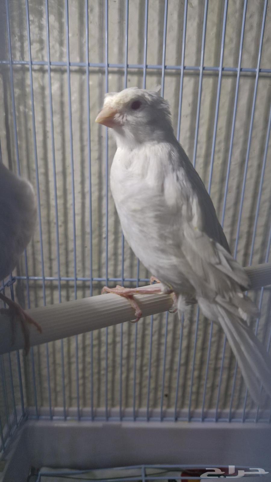 كناري ساتيني كرست بيور عيون حمر64543252920451111