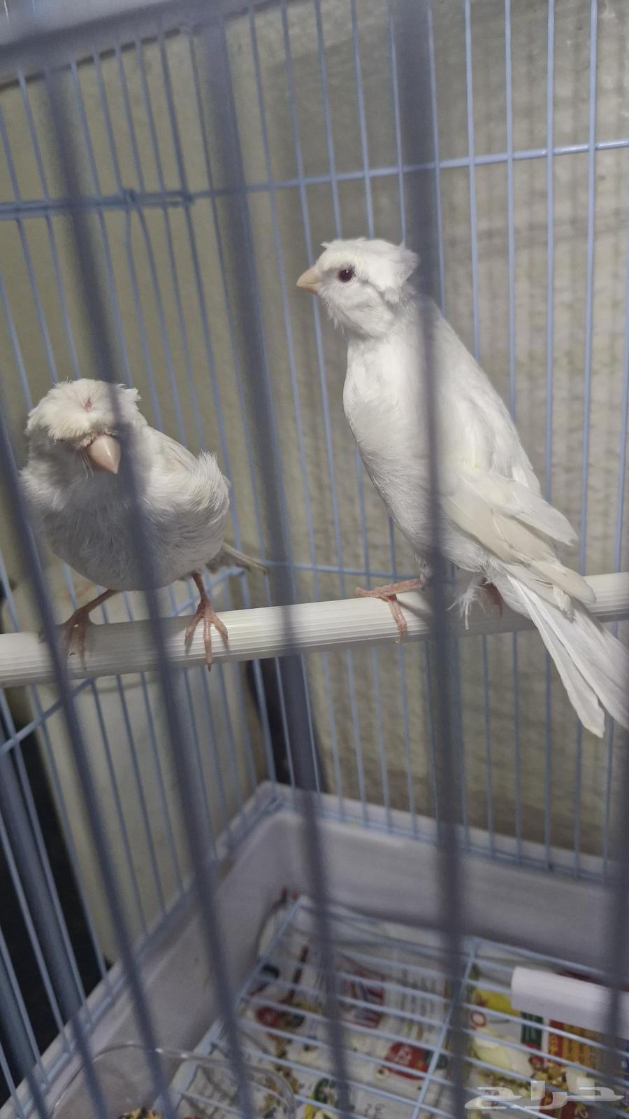 كناري ساتيني كرست بيور عيون حمر64543252920451113