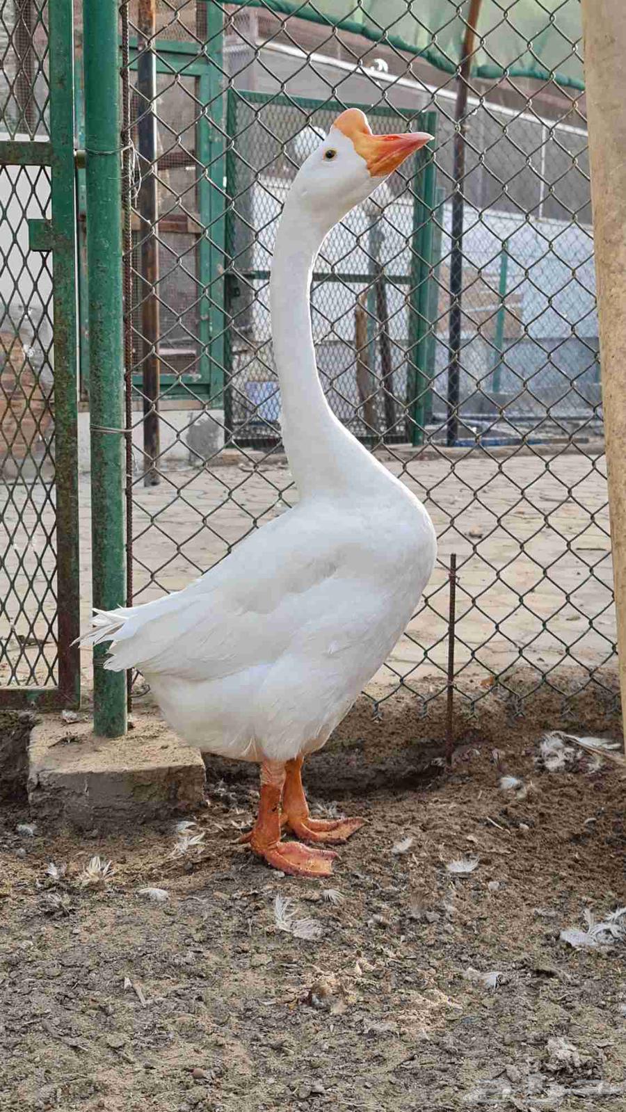 ذكر بط بلغاري 202464535889557506111