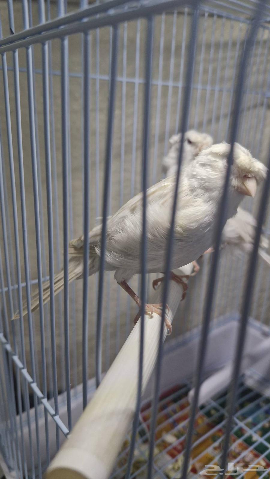 كناري ساتيني كرست بيور عيون حمر64543252920451112