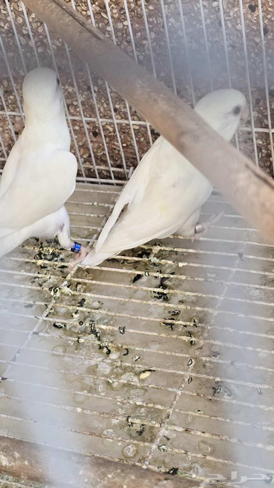 طيور روز64540309352579111