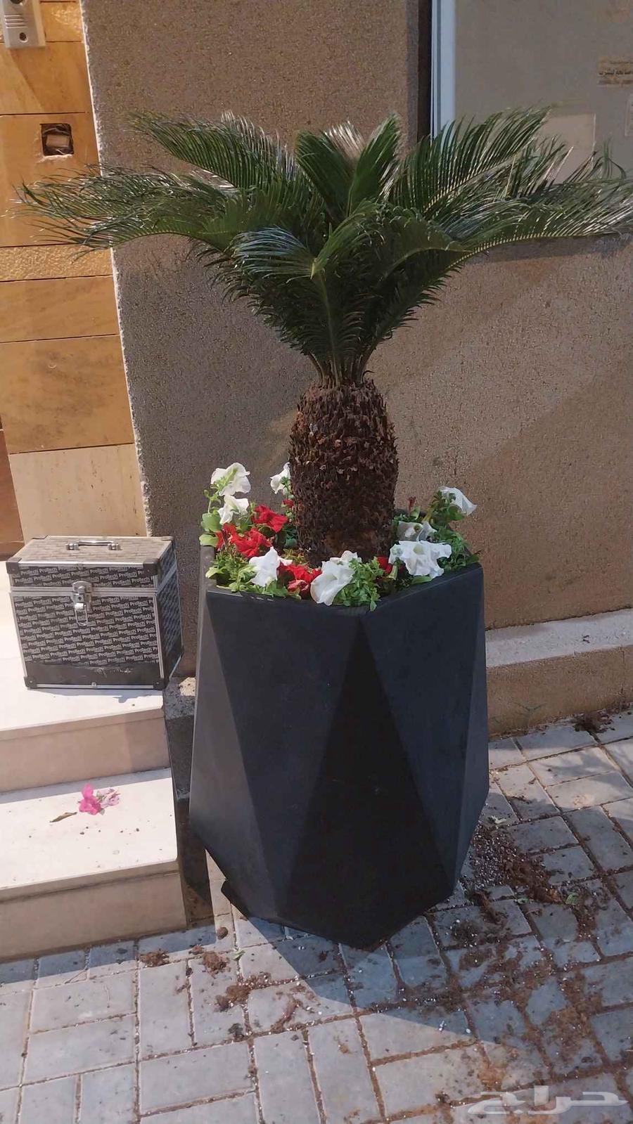 التواصل وتس او جوال64446882871937112